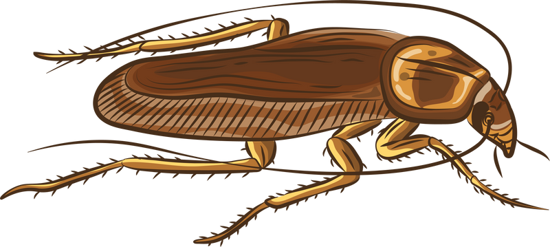 Cockroach Insects Illustration